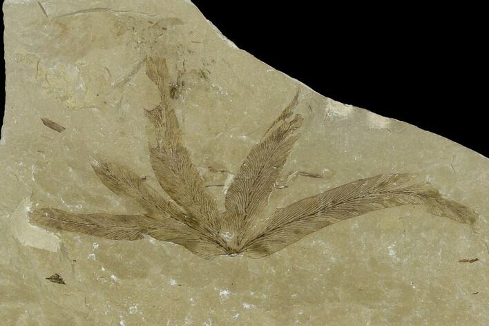 Fossil Fern Leaf (Lygodium) - Green River Formation, Utah #117964
